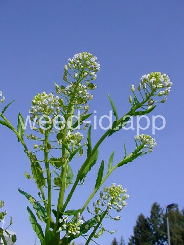 pennycress, field